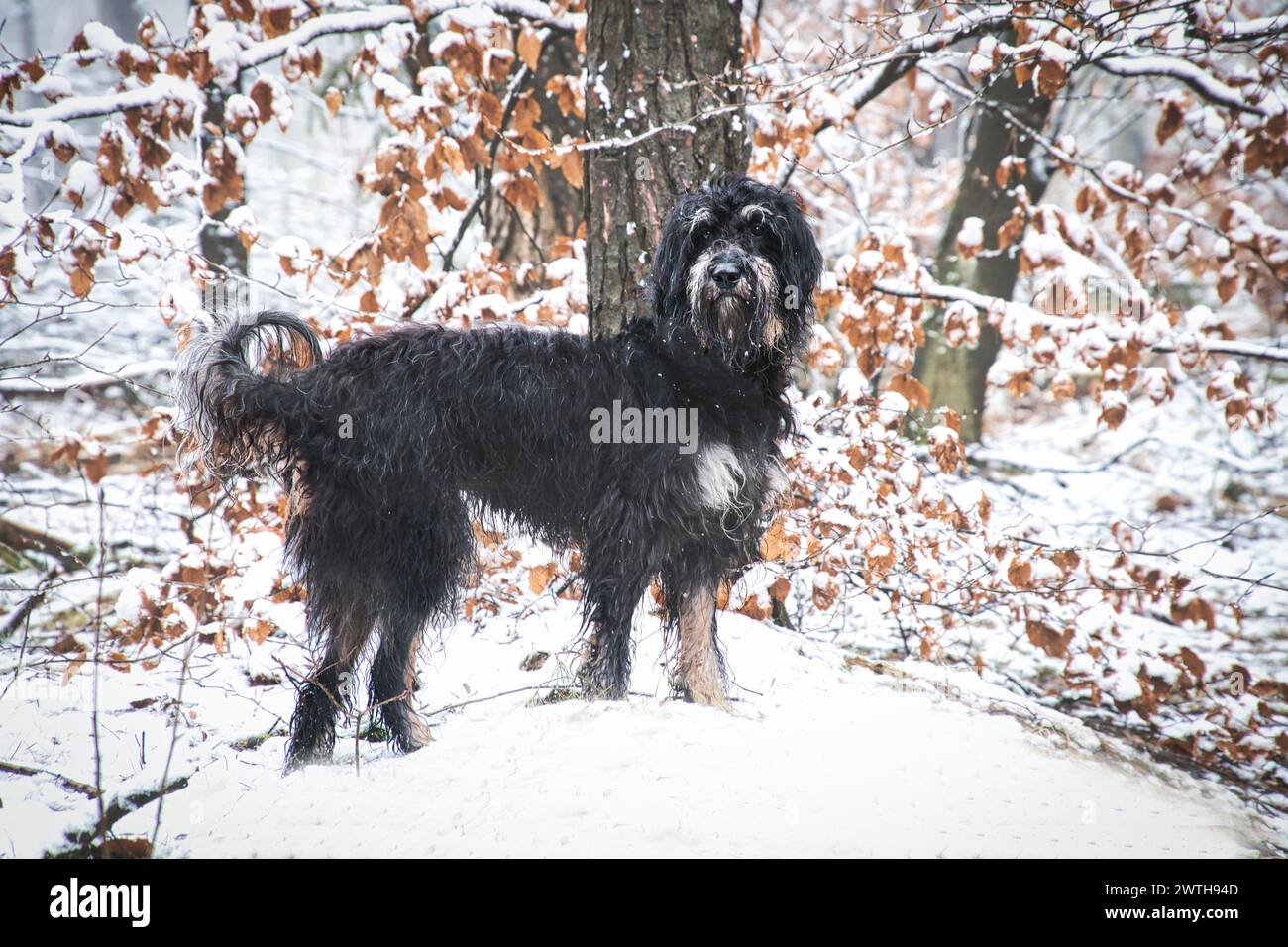 Goldendoodle im Schnee. Verschneite Wälder. Schwarzes lockiges Fell mit hellbraunen Markierungen. Tierfoto in der Natur Stockfoto