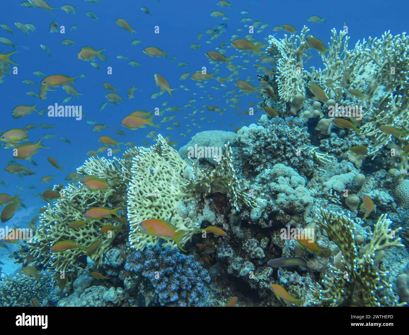 Juwelen-Fahnenbarsche (Pseudanthias squamipinnis), Korallenriff, Tauchplatz Siyul Kebir Reef, Rotes Meer, Ägypten Stockfoto