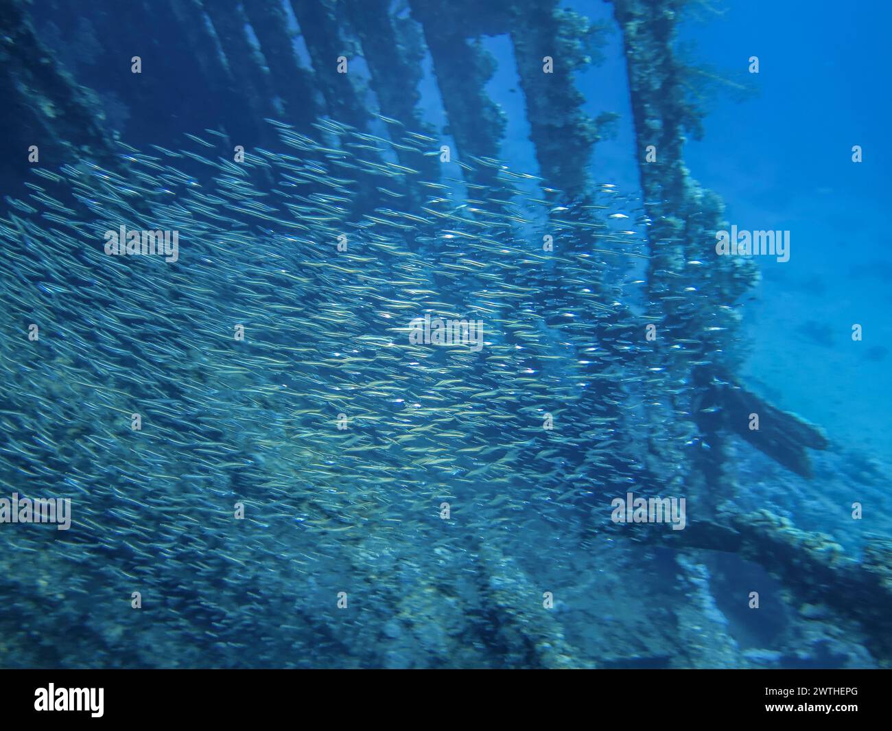 Schwarm Fische im Wrack der Carnatic, Rotes Meer, Ägypten Stockfoto