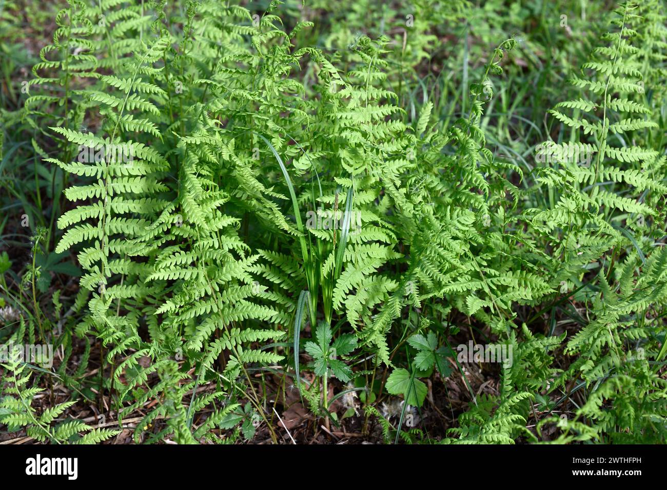 Der Sumpffarn (Thelypteris palustris) ist ein Farn aus Eurasien und dem Osten Nordamerikas. Dieses Foto wurde in Etang Noir, Aquitanien, Frankreich aufgenommen. Stockfoto