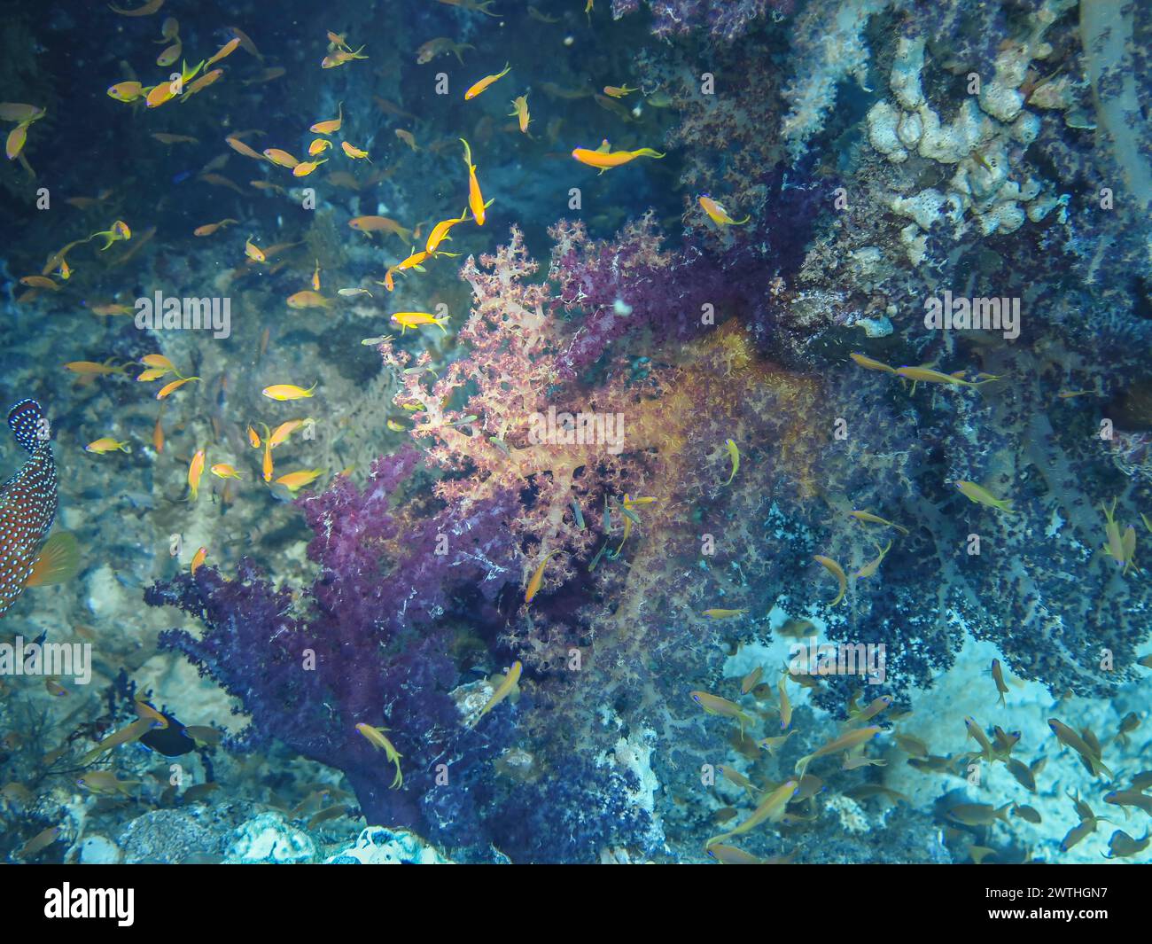 Korallen im Wrack der Dunraven, Rotes Meer, Ägypten Stockfoto