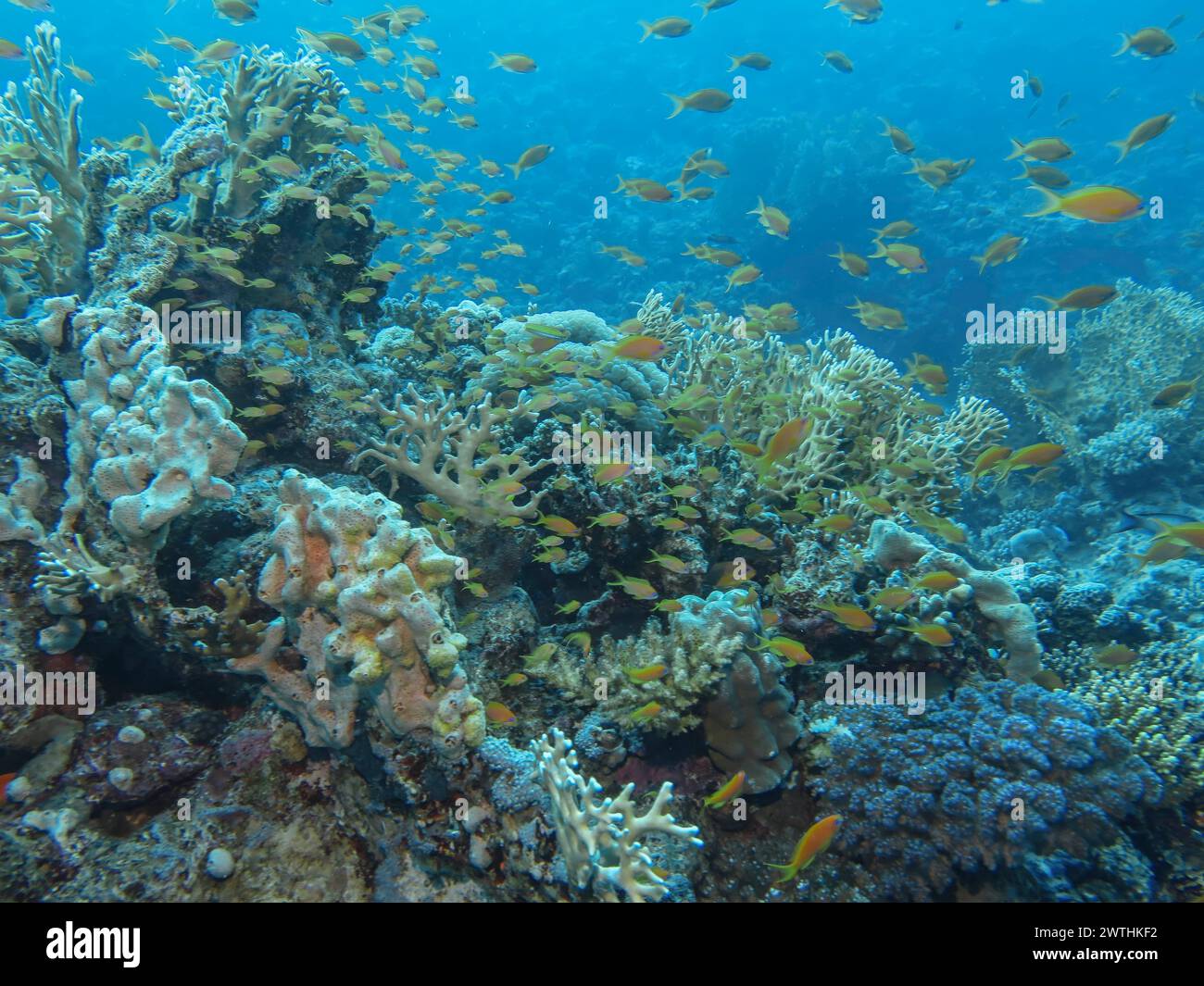 Juwelen-Fahnenbarsche (Pseudanthias squamipinnis), Korallenriff, Tauchplatz Siyul Kebir Reef, Rotes Meer, Ägypten Stockfoto