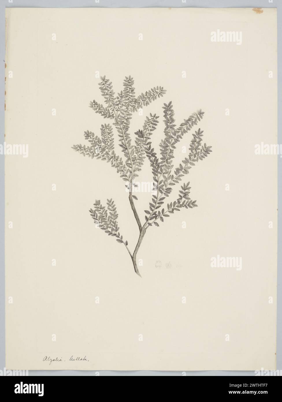 Lebetanthus myrsinites (Lamarck) Dusen Drucke, Kupferstiche, Linienstiche Stockfoto