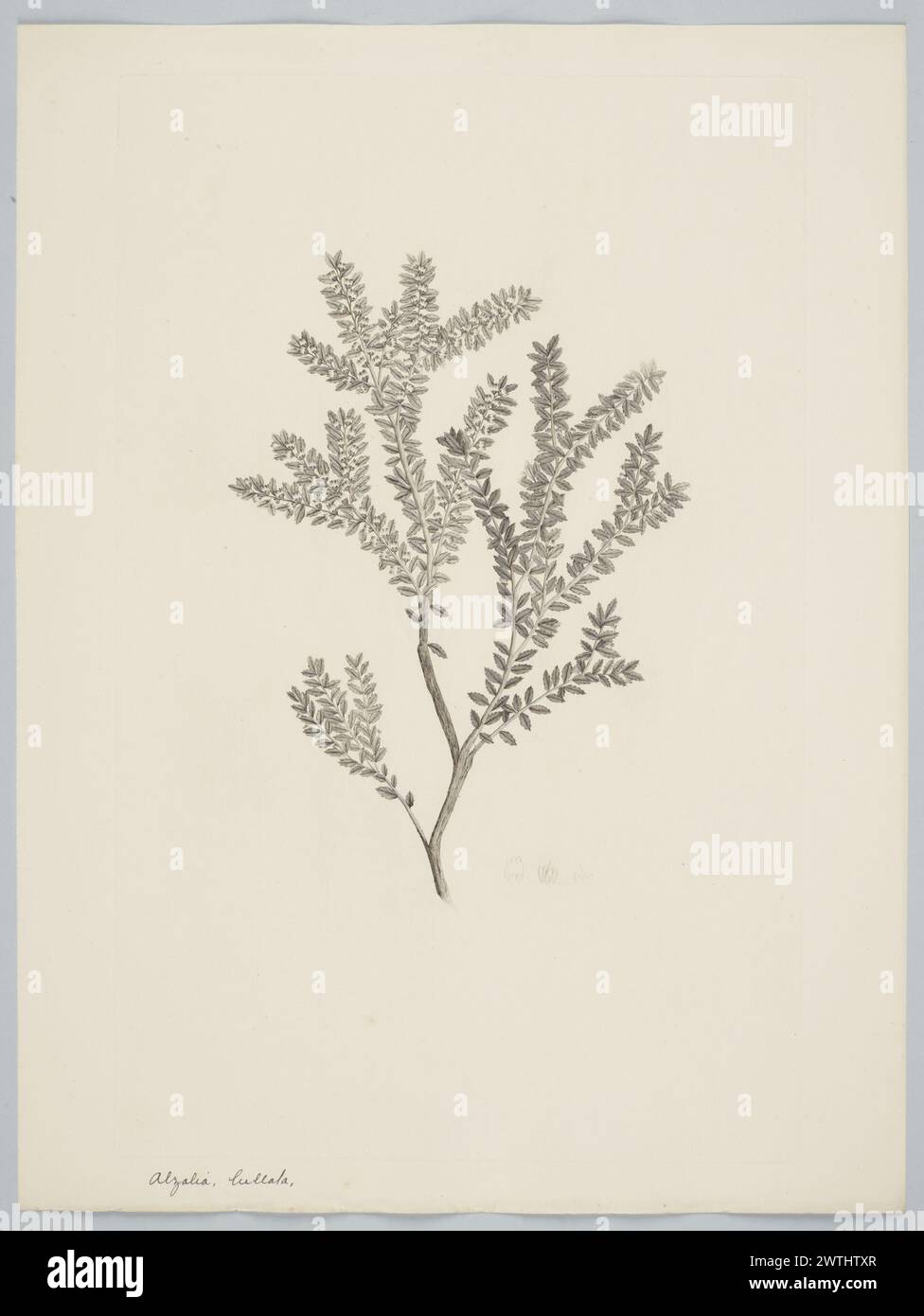 Lebetanthus myrsinites (Lamarck) Dusen Drucke, Kupferstiche, Linienstiche Stockfoto