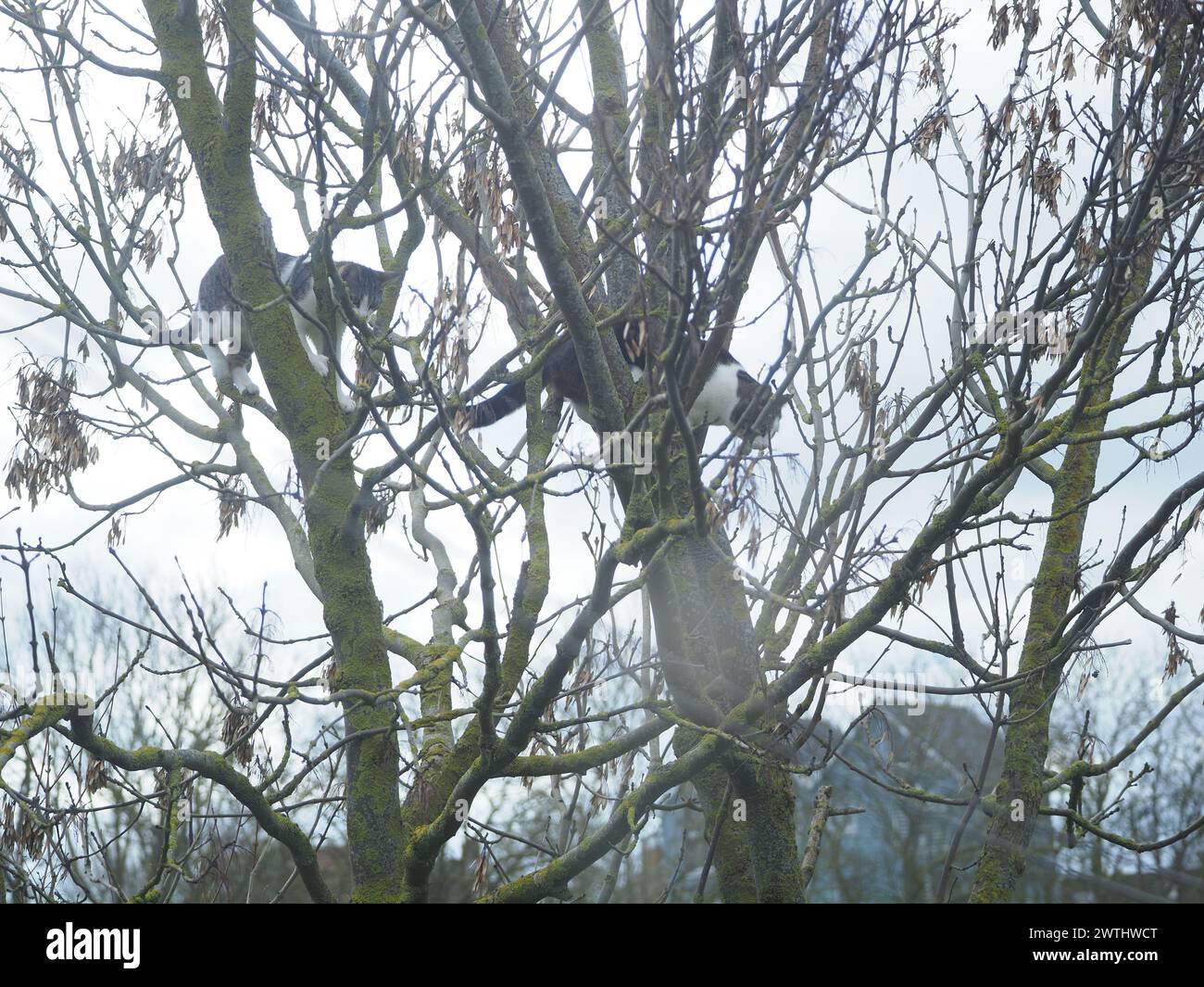 Sheerness, Kent, Großbritannien. März 2024. Der seltene Anblick von zwei fast identischen Katzen aus der Nachbarschaft, die heute Morgen in Sheerness, Kent, in einem Baum gespielt wurden. Beide haben es erfolgreich wieder auf den Boden geschafft. Quelle: James Bell/Alamy Live News Stockfoto Sheerness, Kent, Großbritannien. März 2024. Der seltene Anblick von zwei fast identischen Katzen aus der Nachbarschaft, die heute Morgen in Sheerness, Kent, in einem Baum gespielt wurden. Beide haben es erfolgreich wieder auf den Boden geschafft. Quelle: James Bell/Alamy Live News Stockfoto