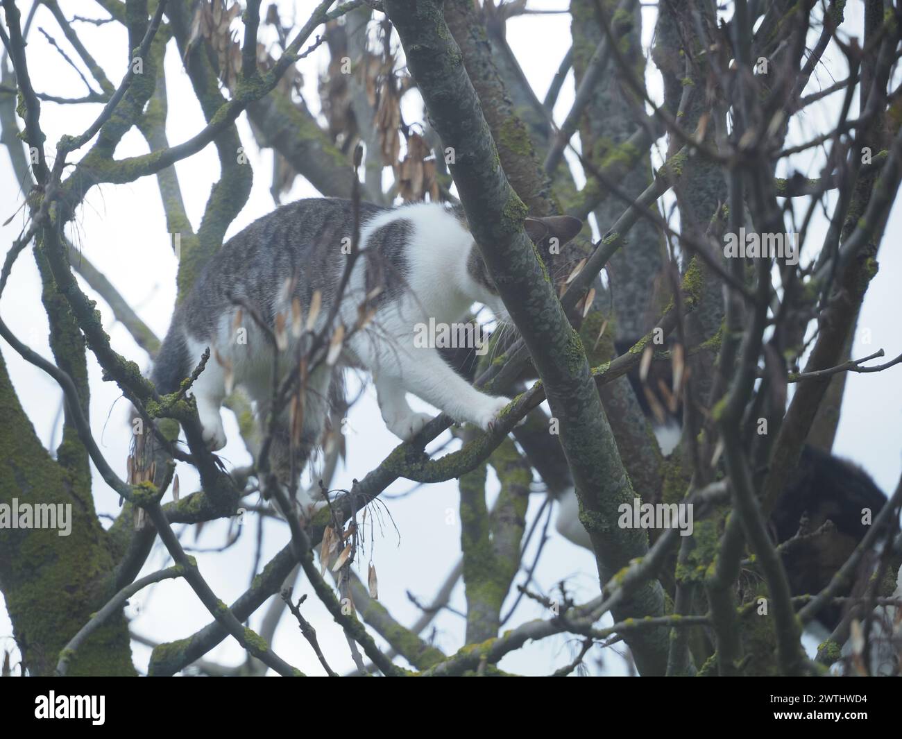 Sheerness, Kent, Großbritannien. März 2024. Der seltene Anblick von zwei fast identischen Katzen aus der Nachbarschaft, die heute Morgen in Sheerness, Kent, in einem Baum gespielt wurden. Beide haben es erfolgreich wieder auf den Boden geschafft. Quelle: James Bell/Alamy Live News Stockfoto Sheerness, Kent, Großbritannien. März 2024. Der seltene Anblick von zwei fast identischen Katzen aus der Nachbarschaft, die heute Morgen in Sheerness, Kent, in einem Baum gespielt wurden. Beide haben es erfolgreich wieder auf den Boden geschafft. Quelle: James Bell/Alamy Live News Stockfoto