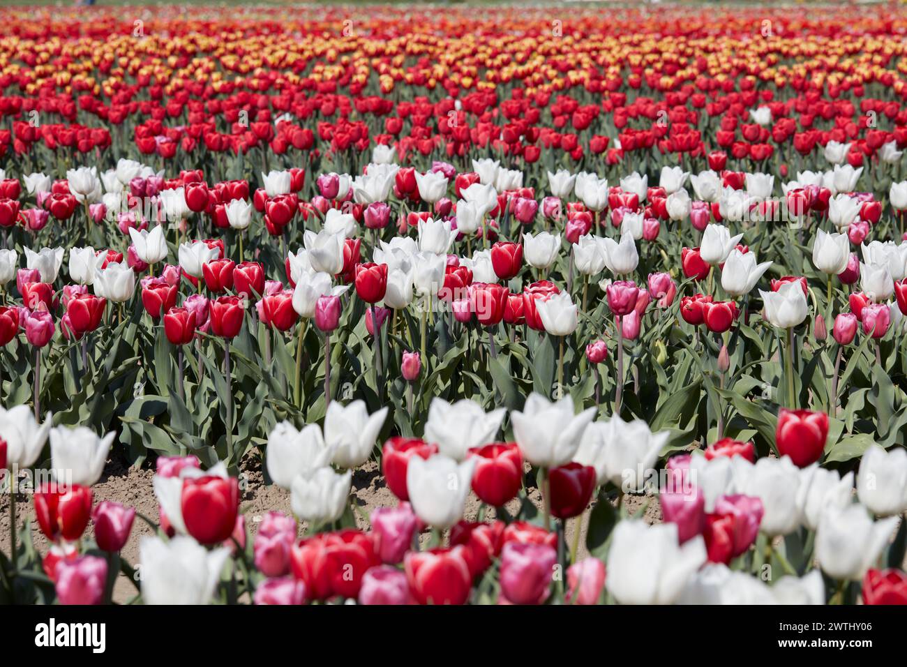 Tulpenfeld mit Blumen in weißen, roten, rosa und gelben Farben im Frühlingssonnenlicht Stockfoto