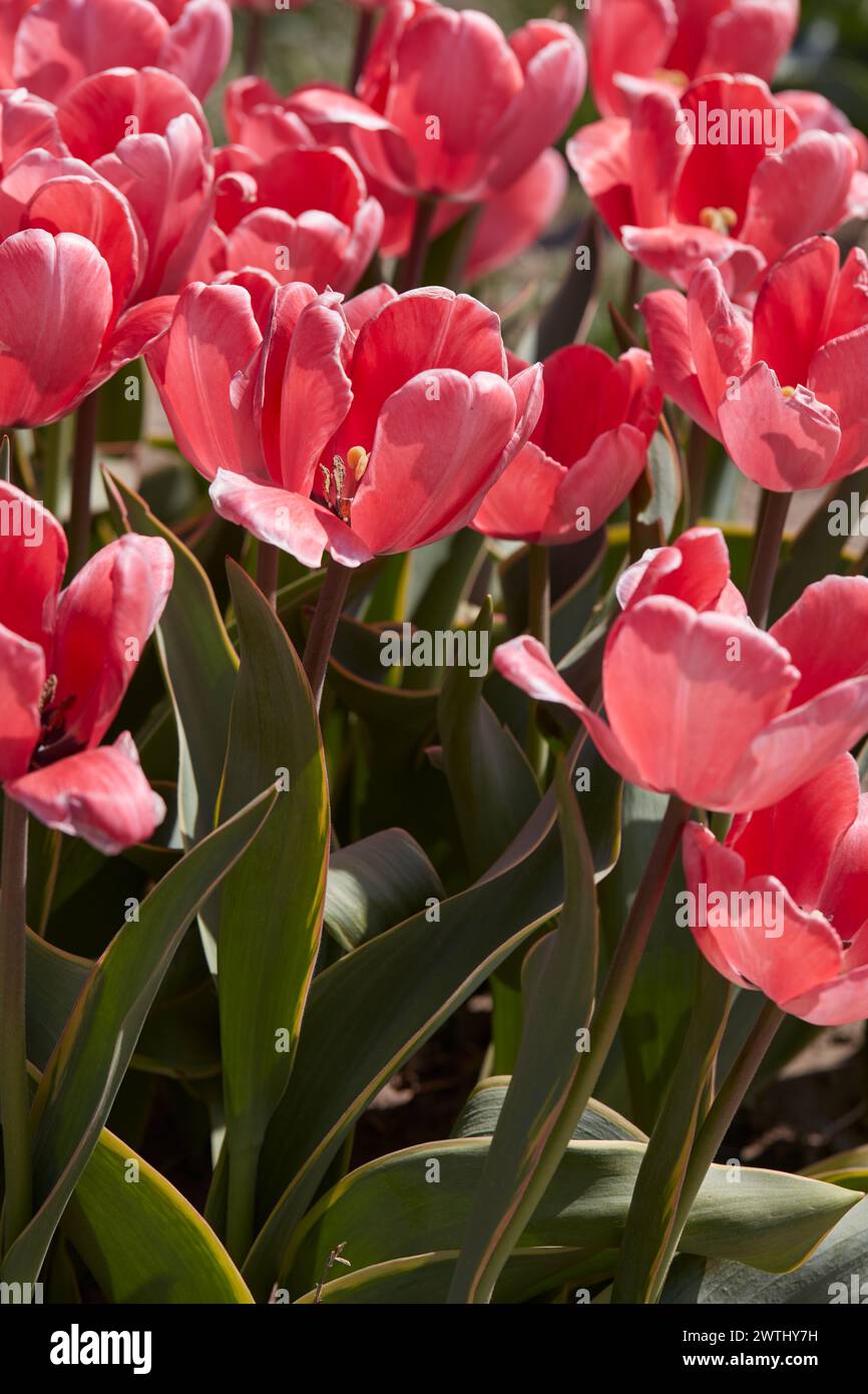 Tulip Design mit rosafarbenen Blumen im Frühlingssonnenlicht Stockfoto