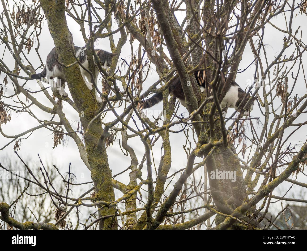 Sheerness, Kent, Großbritannien. März 2024. Der seltene Anblick von zwei fast identischen Katzen aus der Nachbarschaft, die heute Morgen in Sheerness, Kent, in einem Baum gespielt wurden. Beide haben es erfolgreich wieder auf den Boden geschafft. Quelle: James Bell/Alamy Live News Stockfoto Sheerness, Kent, Großbritannien. März 2024. Der seltene Anblick von zwei fast identischen Katzen aus der Nachbarschaft, die heute Morgen in Sheerness, Kent, in einem Baum gespielt wurden. Beide haben es erfolgreich wieder auf den Boden geschafft. Quelle: James Bell/Alamy Live News Stockfoto