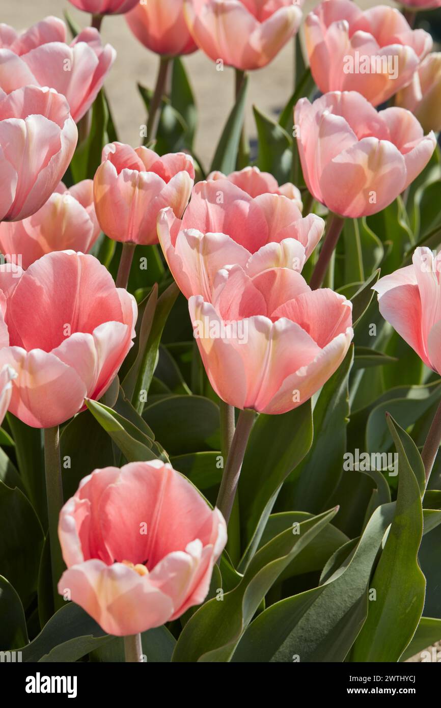 Tulpenlachsabdruck, rosa Blumen im Frühlingssonnenlicht Stockfoto