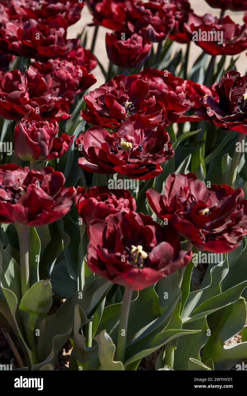 Tulip Palmyra, dunkelrote Blumen im Frühlingssonnenlicht Stockfoto