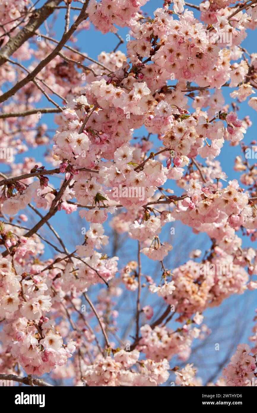 Kirschblüte, Zweige mit rosa Blumen Textur Hintergrund an einem sonnigen Frühlingstag, blauer Himmel Stockfoto