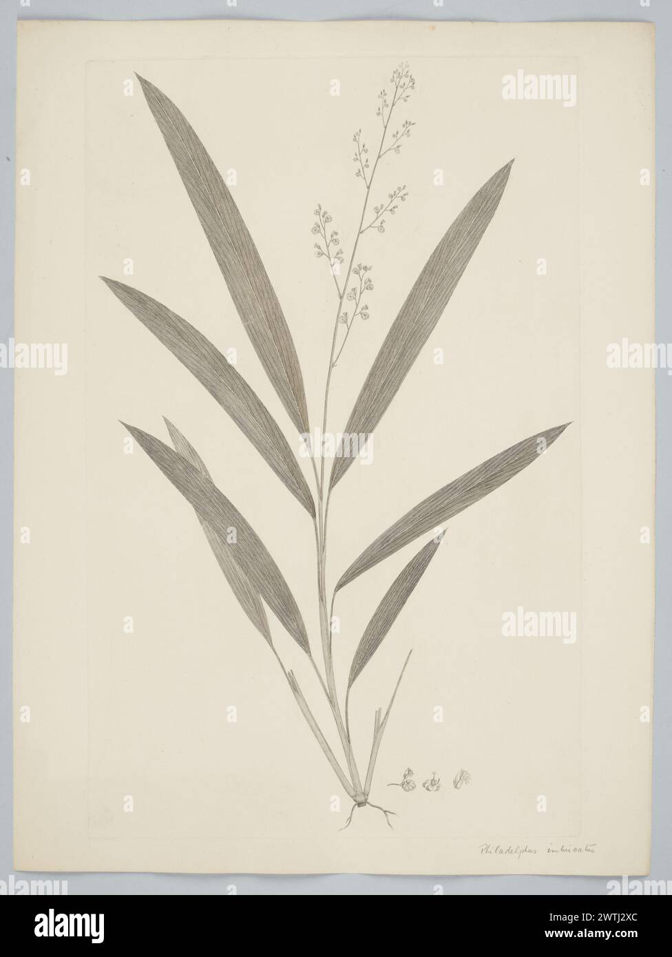 Leptaspis banksii R. Braune Drucke, Kupferstiche, Linienstiche Stockfoto