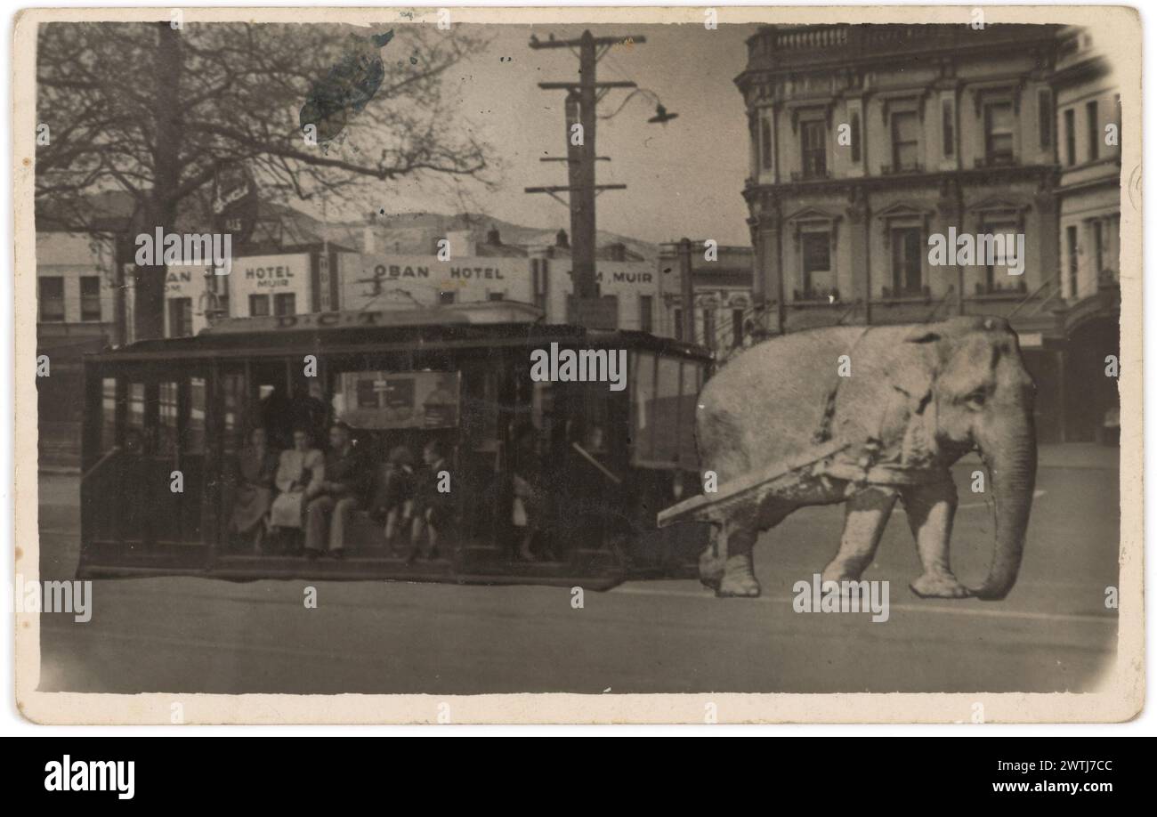 Elefant zieht eine Straßenbahn, Octagon, Dunedin-Fotopostkarten, Gelatinedruck, Kompositfotos Stockfoto