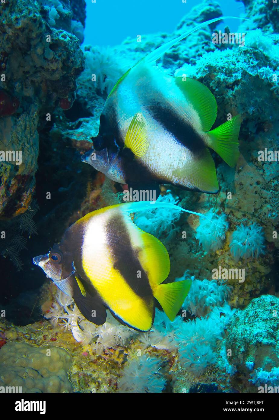 Rotmeer-Wimpelfisch Heniochus intermedius, Unterwasser-Foto, Rotes Meer, Ägypten *** Bannerfisch aus dem Roten Meer Heniochus intermedius , Unterwasserfoto, Rotes Meer, Ägypten Stockfoto