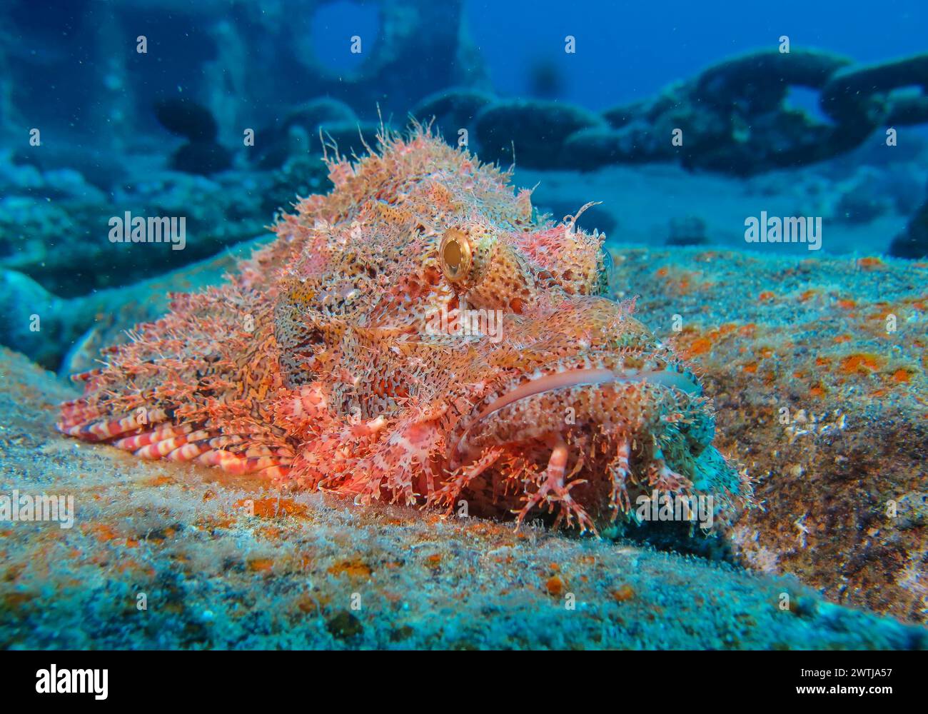 Drachenkopf Scorpaena scrofa, Tauchplatz Wrack der Thistlegorm, Rotes Meer, Ägypten *** Scorpionfisch Scorpaena scrofa, Tauchplatz Wrack der Thistlegorm, Rotes Meer, Ägypten Stockfoto