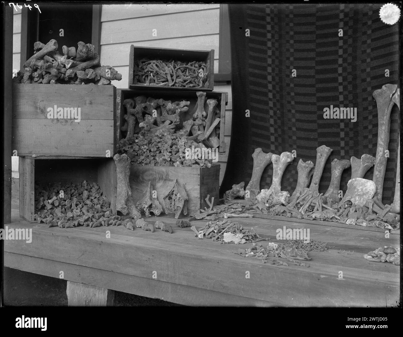 MOA-Knochen, die in der Conoor-Höhle gefunden wurden, Schwarzweiß-negative, Gelatine-Trockenplatten-negative Stockfoto