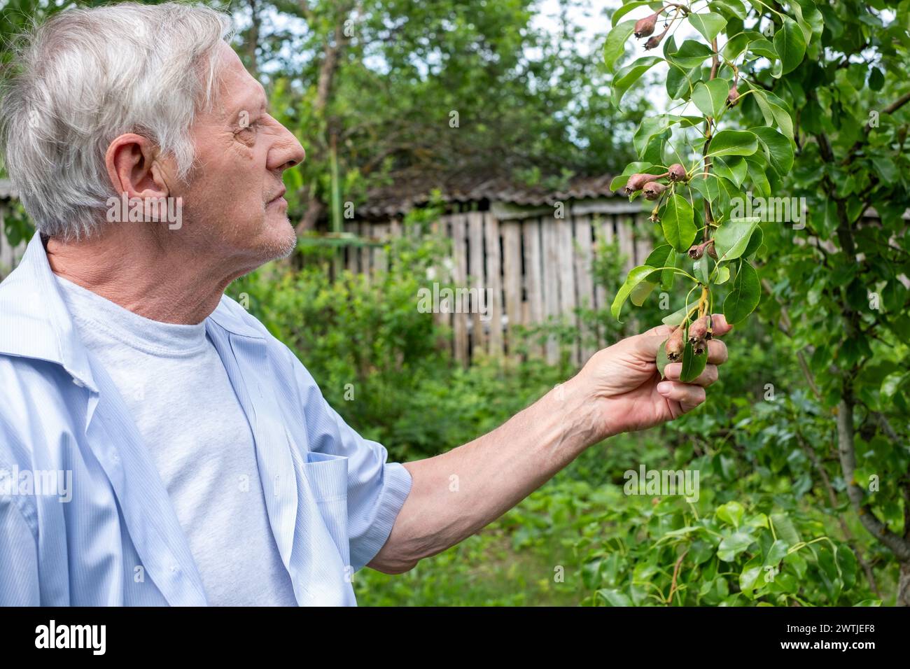 Ein älterer Mann untersucht seinen Birnenbaum, seine Kleidung aus lässigem Blau, was auf seine Ruhe in dem grünen Heiligtum hindeutet, das er kultiviert. Stockfoto