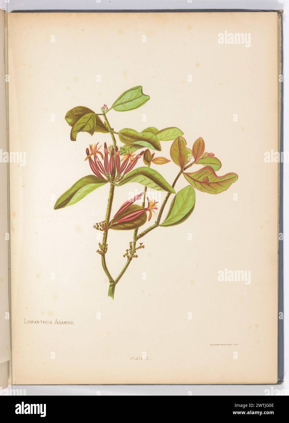 Loranthus Adamsii. Platte 12 aus dem Buch: Die einheimischen Blumen Neuseelands Stockfoto