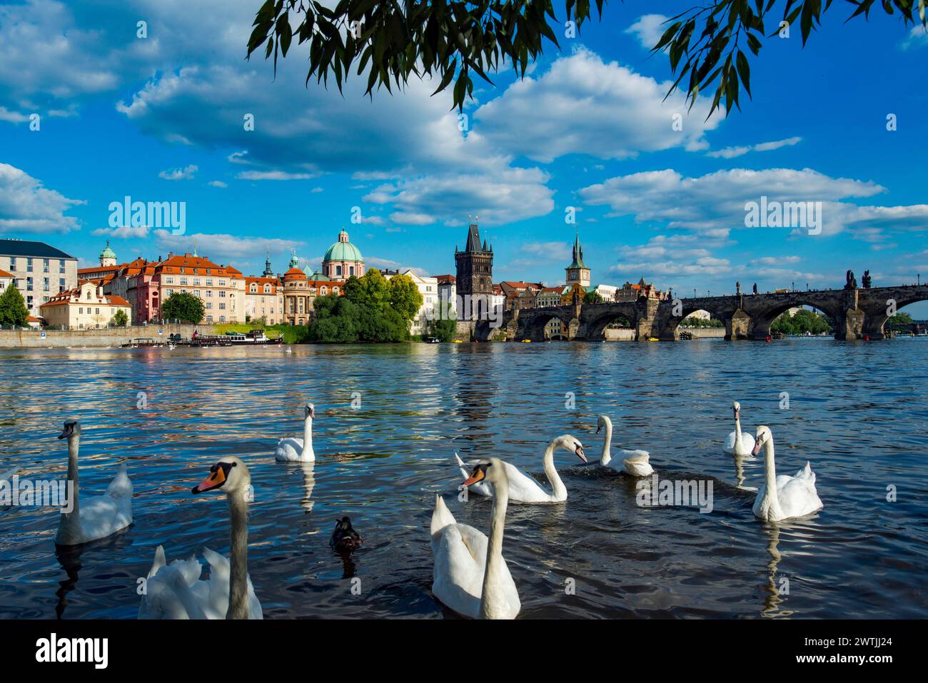 Schwäne auf der Moldau vom kleinen Viertel aus mit Blick auf die Karlsbrücke und die Altstadt, Prag, Tschechische Republik Stockfoto