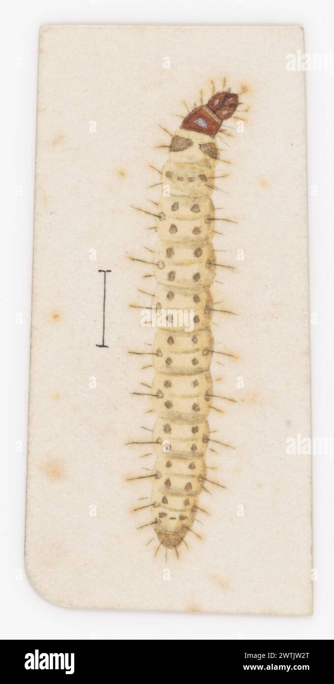 Entomologie Aquarelle, Arbeiten auf Papier Stockfoto
