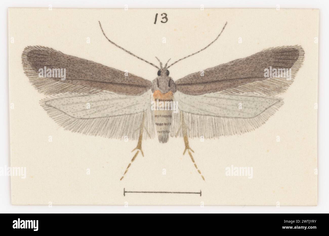 Entomologie Aquarelle, Arbeiten auf Papier Stockfoto