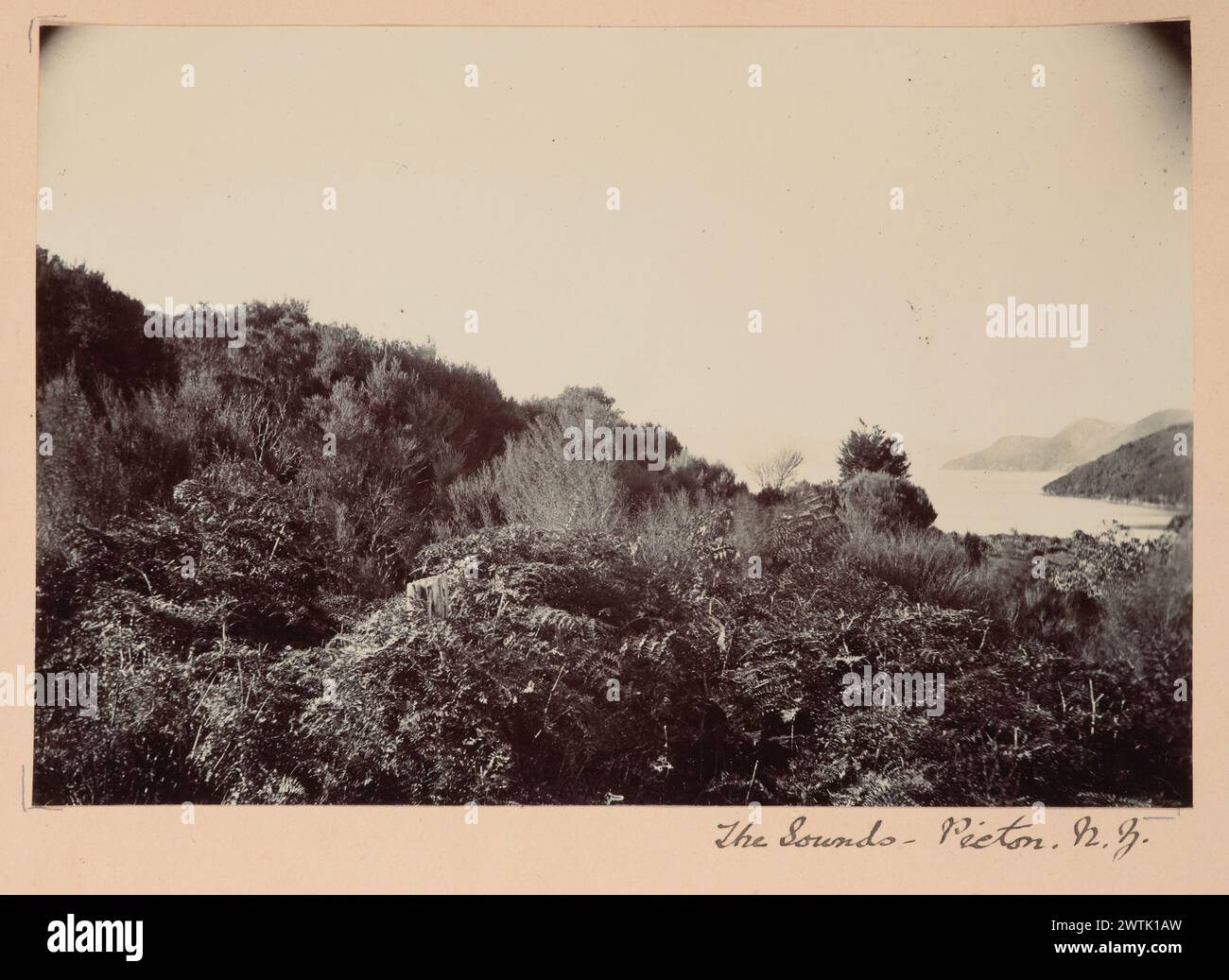 Die Sounds, Picton, Neuseeland. Aus dem Album: Frances Fenwick's Album of New Zealand sieht Fotodrucke, Gelatinedruck-Drucke, Vintage-Drucke, Landschaften Stockfoto