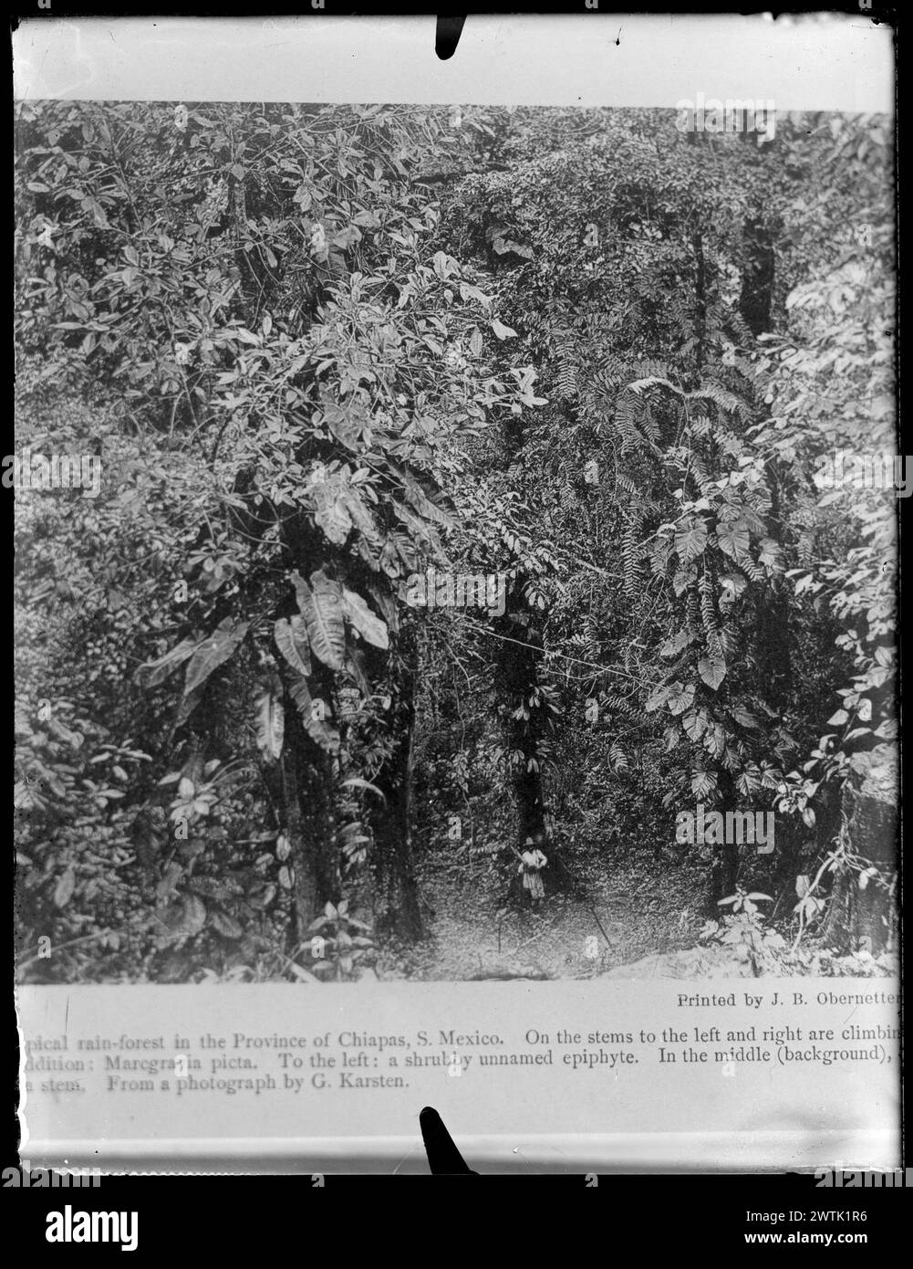 Tropischer Regenwald in der Provinz Chaipas, S. (Süd) Mexiko schwarz-weiß negative Stockfoto