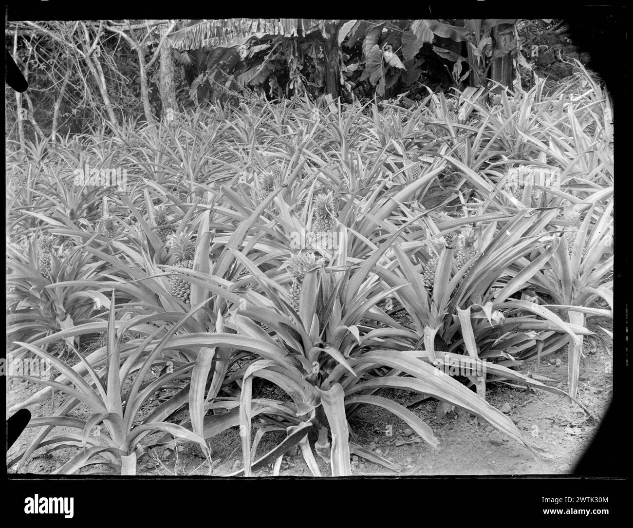 Schwarz-weiß-negative ohne Titel Stockfoto