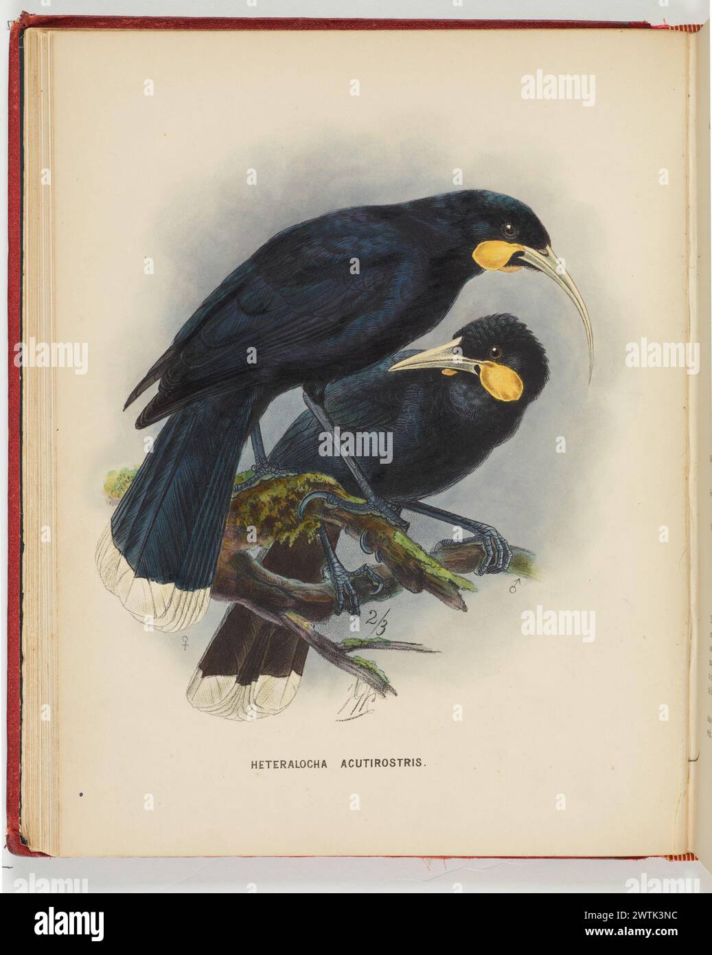 Heteralocha acutirostris. Platte 8. Aus dem Buch Eine Geschichte der Vögel Neuseelands. Seltene Bücher Stockfoto
