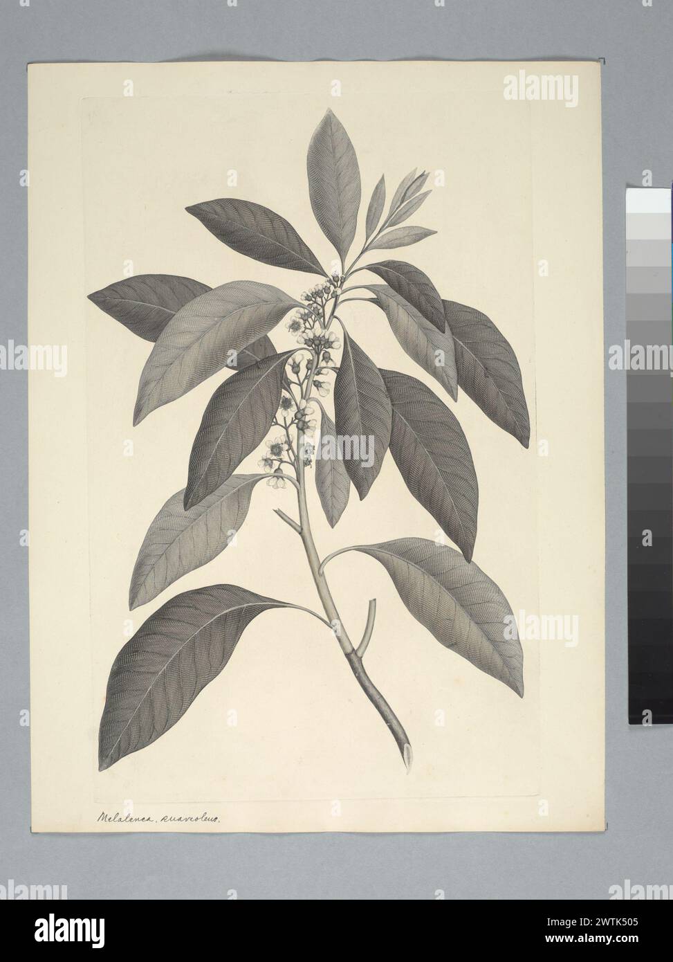 Tristania suaveolens (Solander ex Gaertner) Smith in Rees-Drucke, Kupferstiche, Linienstiche Stockfoto