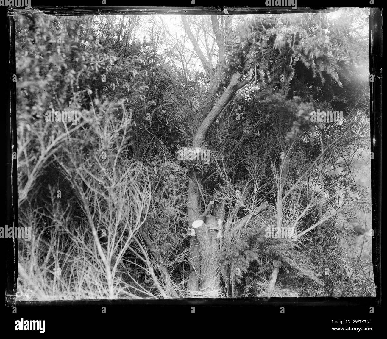Mohoua albicilla (Passeriformes) Schwarzweiß-negative, Gelatine-Trockenplatten-negative Stockfoto