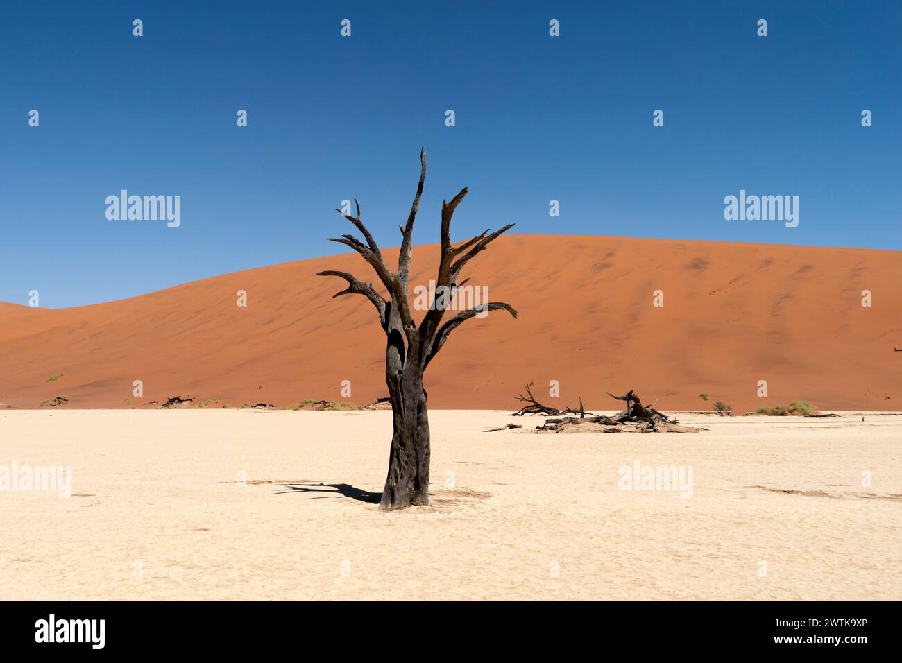 Tote Bäume im Deadvlei-Tal in der Trockenzeit in Namibia Stockfoto