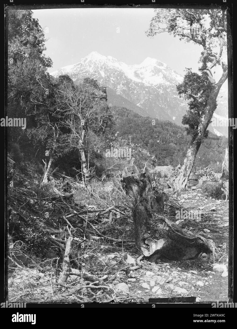 In der Nähe des Unterkunftshauses, Otira, West Coast Road Gelatine-Trockenplatte-negative, Schwarzweiß-negative Stockfoto
