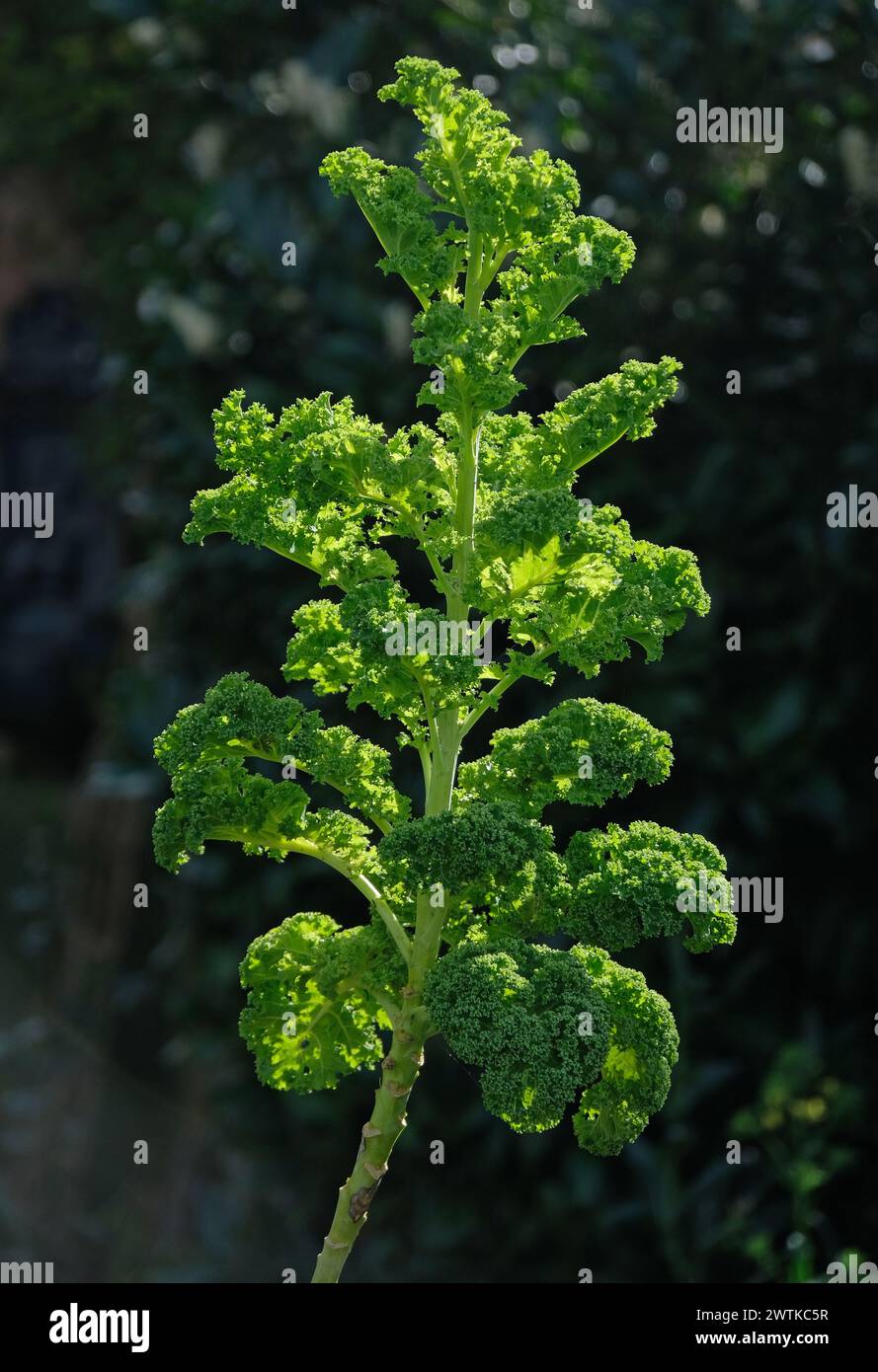 Grünkohl wächst in einem Garten. Stockfoto