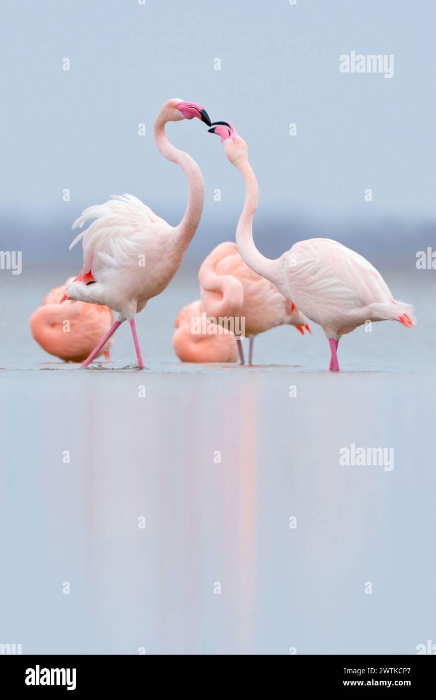 Nördliche Flamingos *Phoenicopterus spec.* im Flachwasser ruhen, rosa Flamingos und chilenische Flamingos, Chile Flamingos, Flamingos der Zwillbr Stockfoto