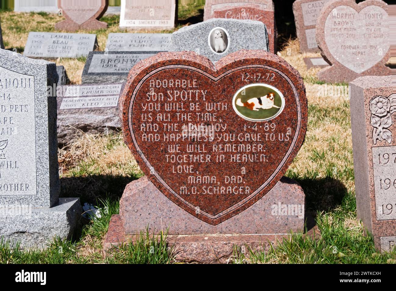 Ein herzförmiger Grabstein für Spotty, den Hund auf dem Hartsdale PET Cemetery. Stockfoto