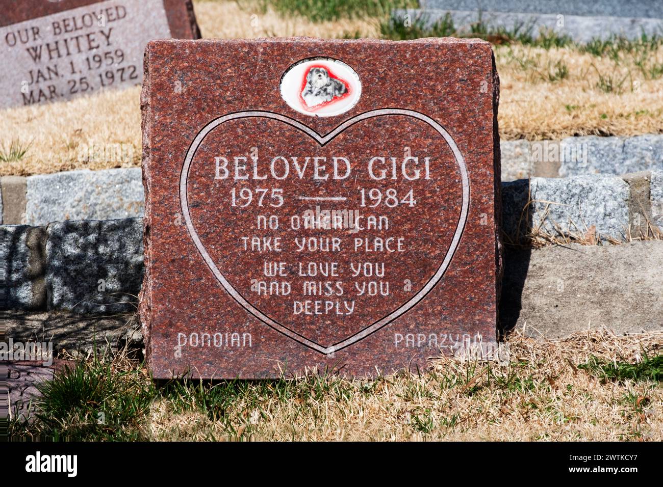 Ein herzförmiger Grabstein mit einem Foto für Gigi, den Hund. Auf dem Hartsdale PET Cemetery in Westchester, NY. Stockfoto