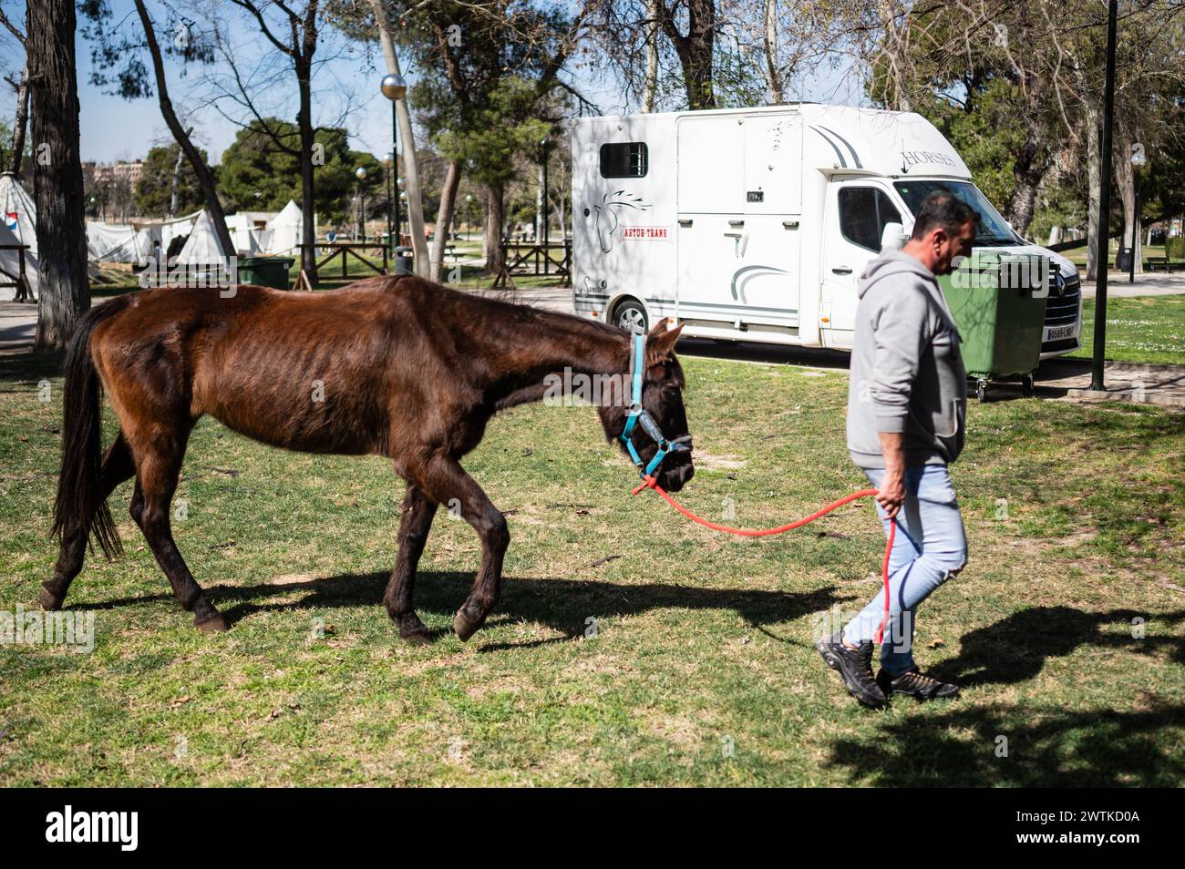 Einführung eines Pferdes in einen Wohnwagen bei der Nachbildung eines Lagers während der historischen Nachbildung von „Los Sitios“, den Ereignissen, die in Saragossa, Spanien, Dur stattfanden Stockfoto