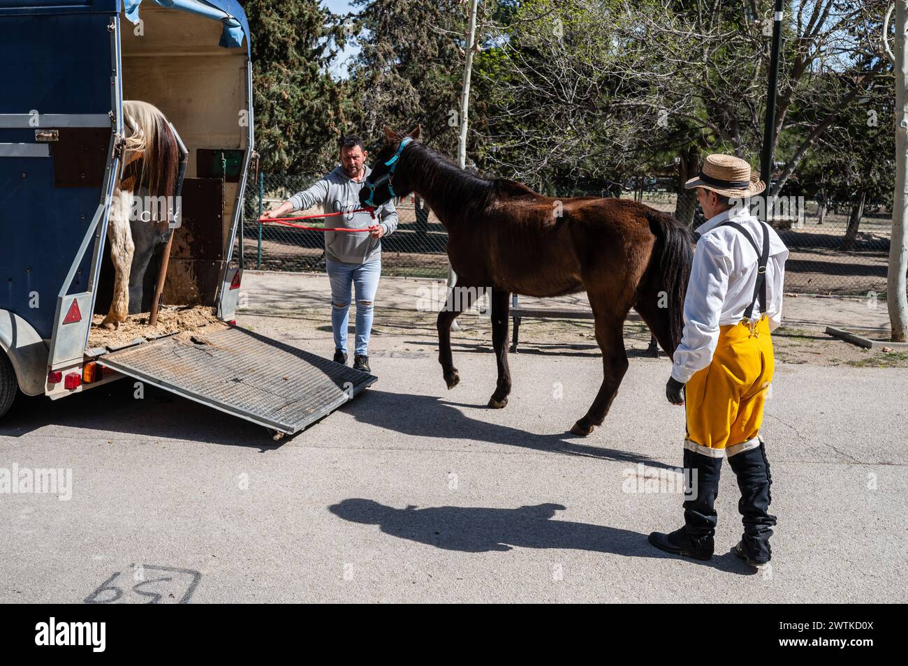 Einführung eines Pferdes in einen Wohnwagen bei der Nachbildung eines Lagers während der historischen Nachbildung von „Los Sitios“, den Ereignissen, die in Saragossa, Spanien, Dur stattfanden Stockfoto