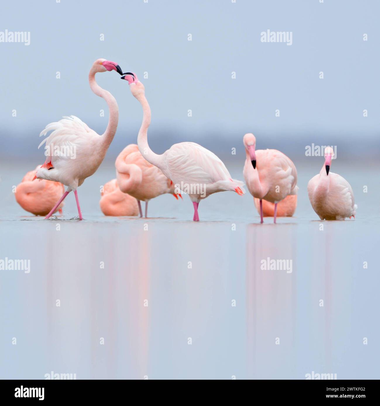 Hackordnung... Flamingos Phoenicopterus Spez. im Flachwasser des IJsselmeer, Rosaflamingo und Chile Flamingo des Zwillbrocker Venn in ihrem Winterrevier in den Niederlanden, nördlichste Brutpopulation*** mostnördliche Flamingos *Phoenicopterus spec.* im Flachwasser ruhend, rosa Flamingos und chilenische Flamingos, Chile Flamingos, Flamingo des Zwillbrocker Venn in ihren Überwinterungsgebieten in den Niederlanden, IJsselmeer Niederlande, Westeuropa Stockfoto