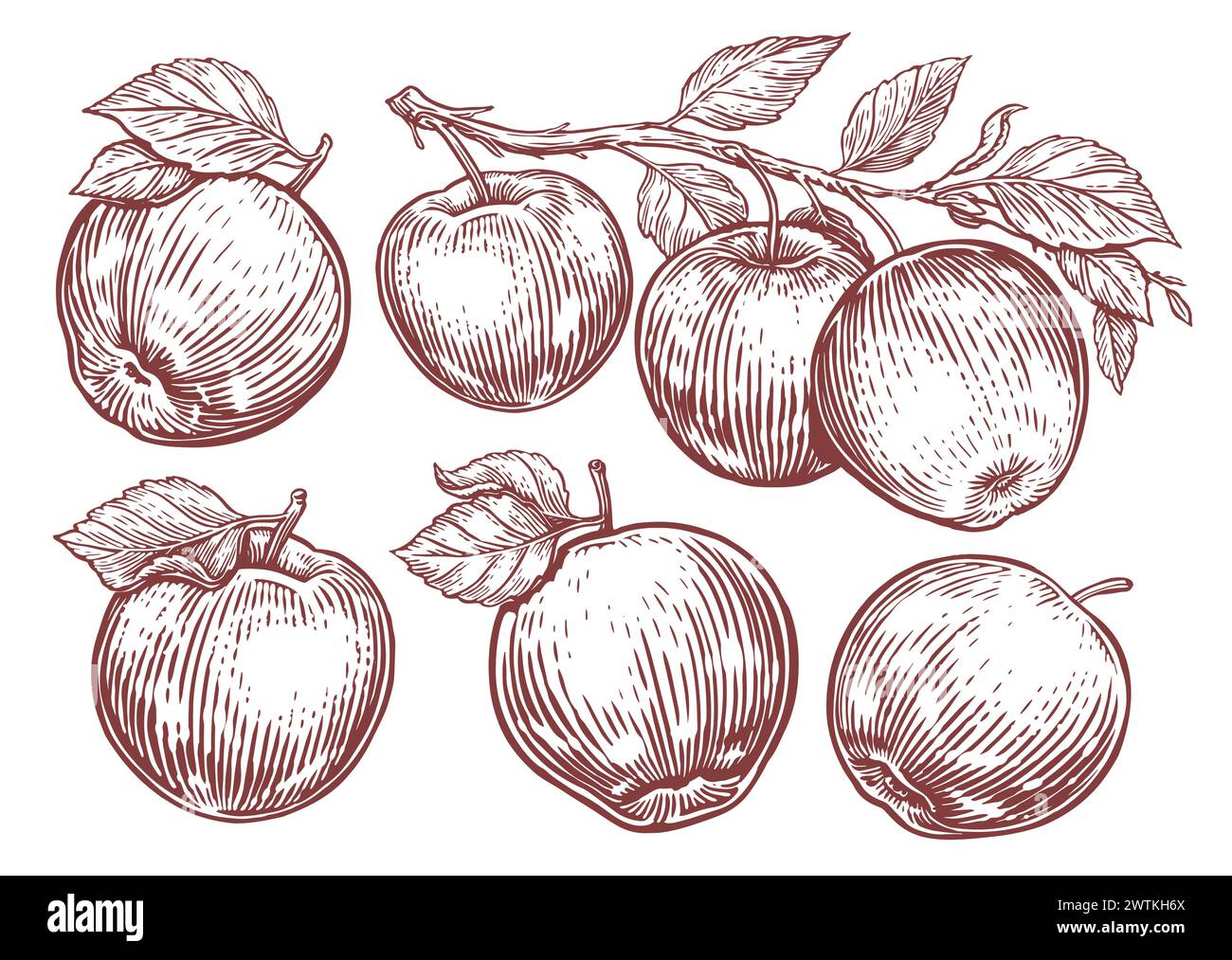 Apfelset. Apfelfrucht, Zweig mit Blättern. Hand gezeichnete Skizze Gravur Stil Vektor Illustration Stock Vektor