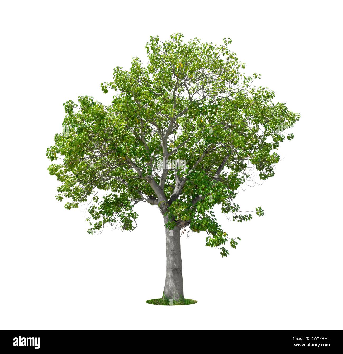 Cochlospermum regium oder gelber Seidenbaumbaumbaum isoliert auf weißem Hintergrund. Gespeicherter Beschneidungspfad. Stockfoto