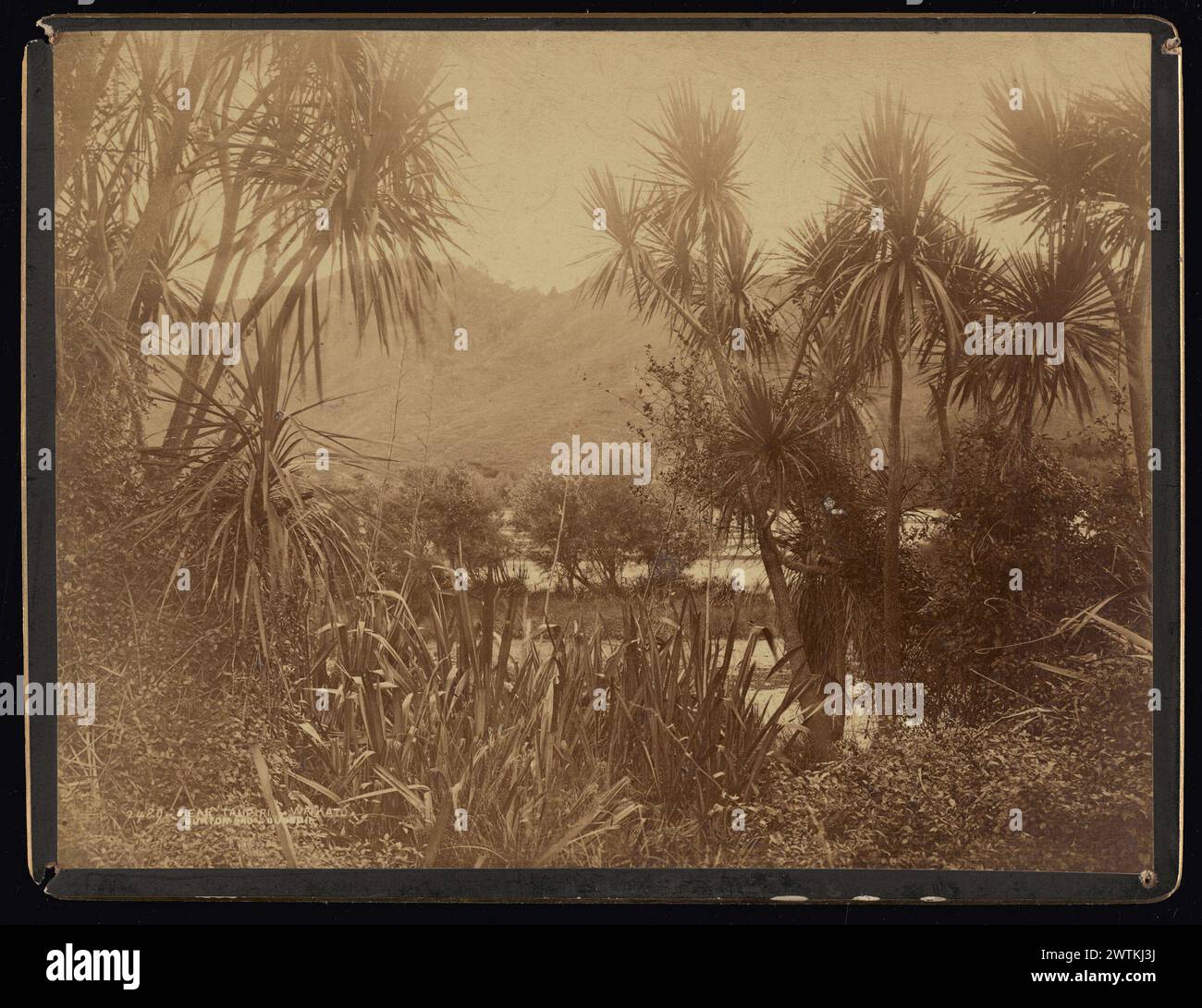 In der Nähe von Taupiri, Waikato Fotodrucke, Albumendrucke, Vintage-Drucke, Schwarzweißdrucke Stockfoto