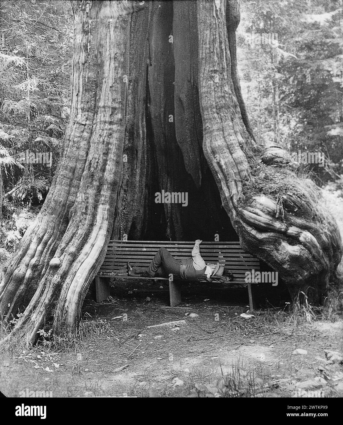 Transparenz - Big Tree, Stanley Park, Vancouver, BC, um 1907 Stockfoto