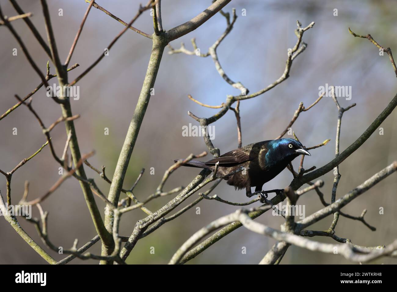 Ein gewöhnlicher Grackle, der auf einem Winterbaumzweig thront Stockfoto
