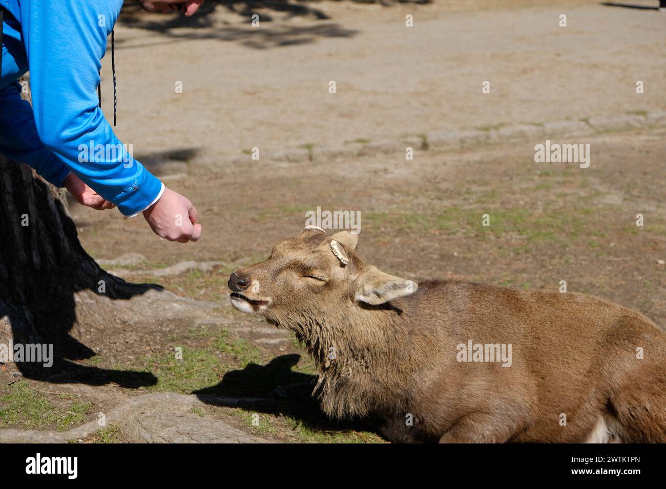 Heiliger Hirsch im Tōdai-JI-Tempel in Nara, Japan, in der Nähe von Holzsäulen mit Besuchern und traditioneller Architektur im Hintergrund. Stockfoto