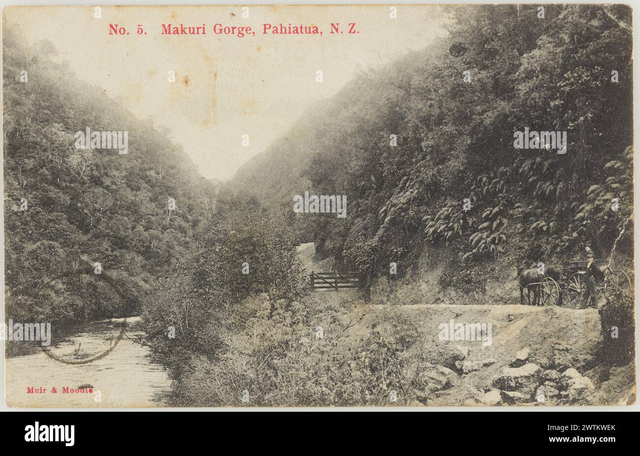Makuri Gorge, Pahiatua, Neuseeland Fotopostkarten Stockfoto