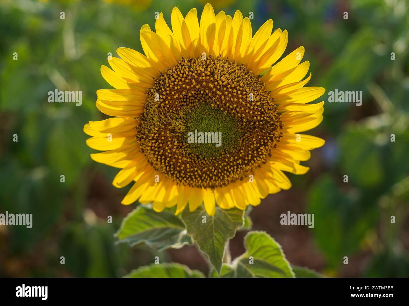 Sonnenblumen im Vordergrund in orange und rosa Sonnenuntergang. Sonnenblumenfeld. Sorten von gelben Blüten im Sommer. Stockfoto