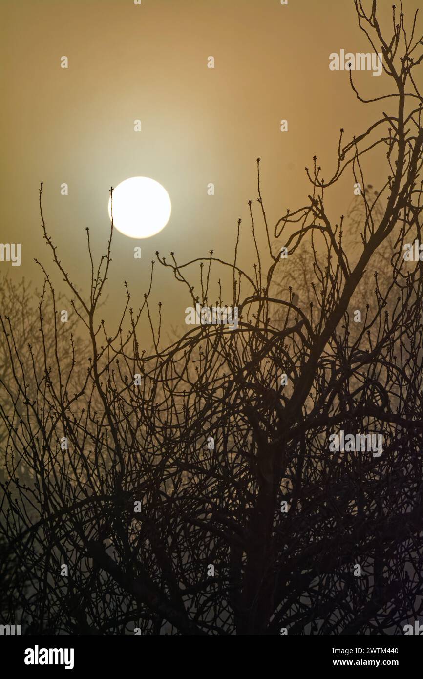 Ein dramatischer Sonnenaufgang, der durch den Morgennebel mit Ästen im Vordergrund scheint Stockfoto